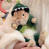 保暖侏儒兔安哥拉兔荷兰猪冬装 小兔子衣服秋冬款 法兰绒搞怪恐龙装