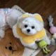 狗狗伊丽莎白圈来姨妈防舔软头套猫咪绝育花朵围脖术后防舔可调节