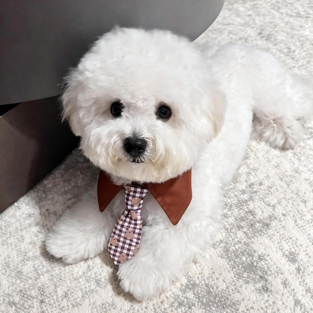 狗狗领结宠物口水巾项圈绅士围脖小型犬比熊马尔济斯猫咪拍照配饰