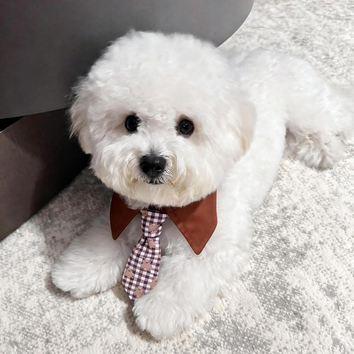 小型犬猫咪绅士拍照领结口水巾