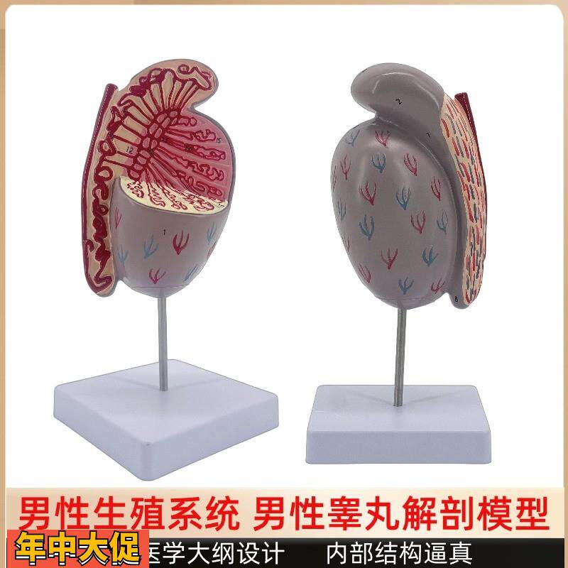 男性睾丸解剖模型睾丸结构模型生殖泌尿模型男性生殖器解剖模型