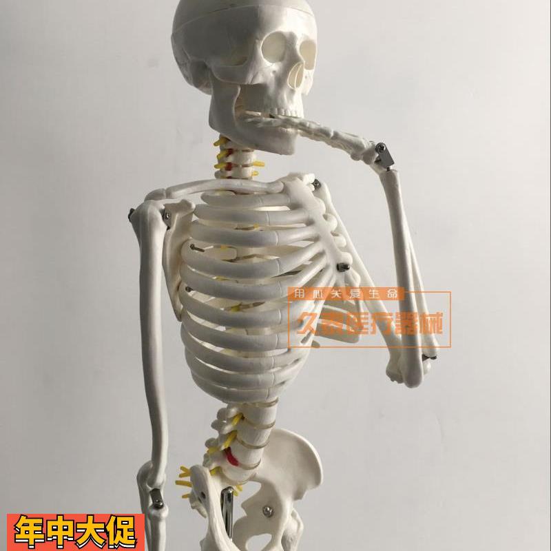 人体骨骼模型85cm脊柱脊椎神经椎间盘正骨教学骨架医用模型