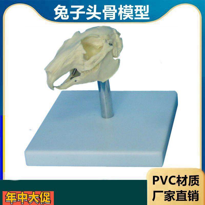 兔子骨骼模型仿真标本生物课教学仪器内脏可拆卸皮肤解剖兔子结构,玩具/童车/益智/积木/模型,其他模型玩具,淘宝优惠券,粉丝福利购,淘宝优惠卷