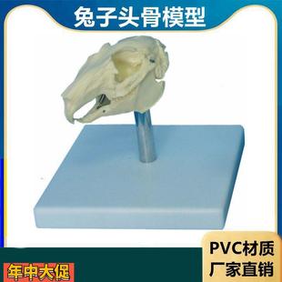 兔子骨骼模型仿真标本生物课教学仪器内脏可拆卸皮肤解剖兔子结构