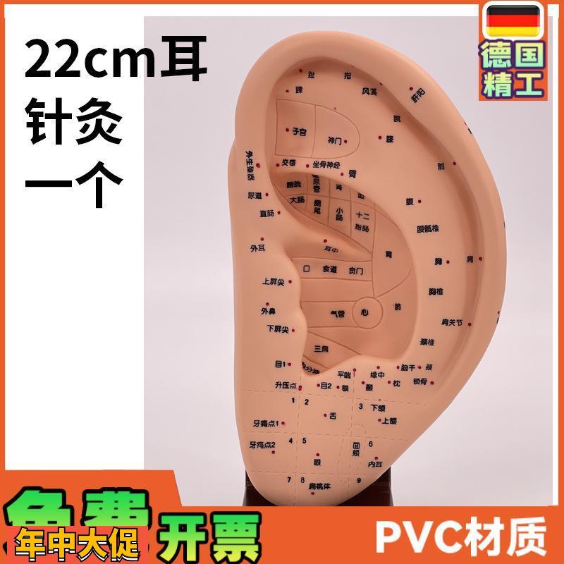 22CM标准耳朵针灸模型耳部穴位模型耳模型耳穴模型带底座