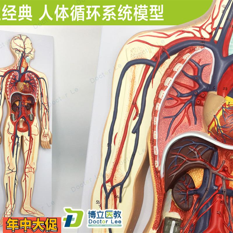 专业教学人体血液循环系统模型体肺循环心血管介入心脏解剖模型