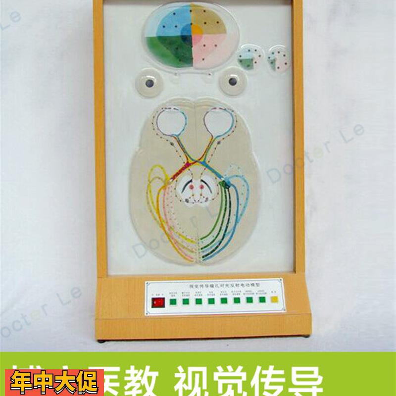 视觉传导瞳孔对光反射电动模型眼科模型眼睛视觉成像原理展示