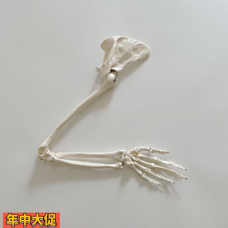 康泰教具人体上肢骨骼手臂肩关节手腕肘关节假肢高仿真骨科教学器