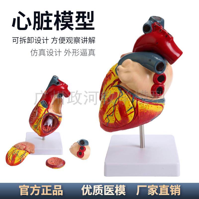 1:1人体心脏模型B超彩超声医用心内科心脏解剖教学模型自然大心脏