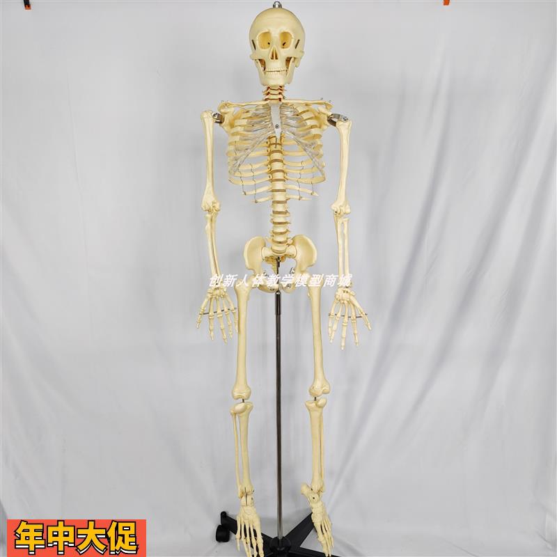 130CM人体骨骼骨架标本模型带脊椎神经可拆卸可活动医用教学教具