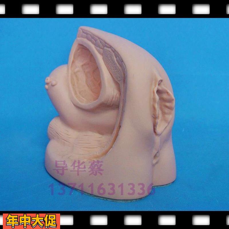 人体高级女性内外生殖器人体模型内脏医学教具