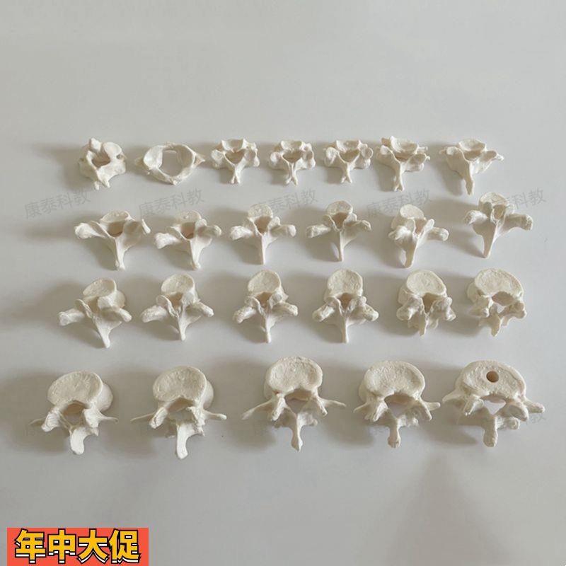 康泰脊椎骨模型散装7节颈椎12节胸椎5节腰椎1比1仿真正骨中医康复