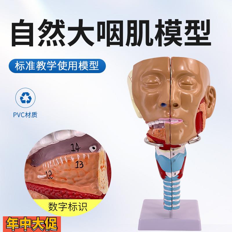 咽肌模型喉解剖模型咽喉模型口鼻模型舌肌解剖吞咽康复鼻窦教