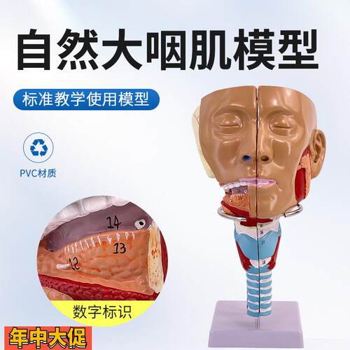 咽肌模型喉解剖模型咽喉模型口鼻模型舌肌解剖吞咽康复鼻窦教