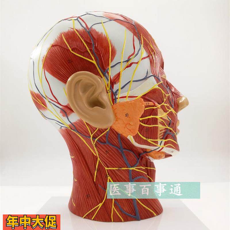 头部矢状解剖模型血管神经模型美容面部神经血管模型微整形模型