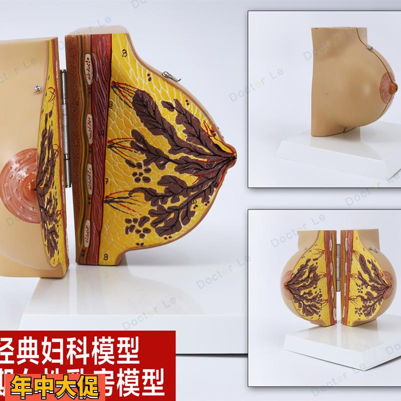 未孕女性静止期女性乳房模型乳房解剖丰胸乳房美容妇科示范模型