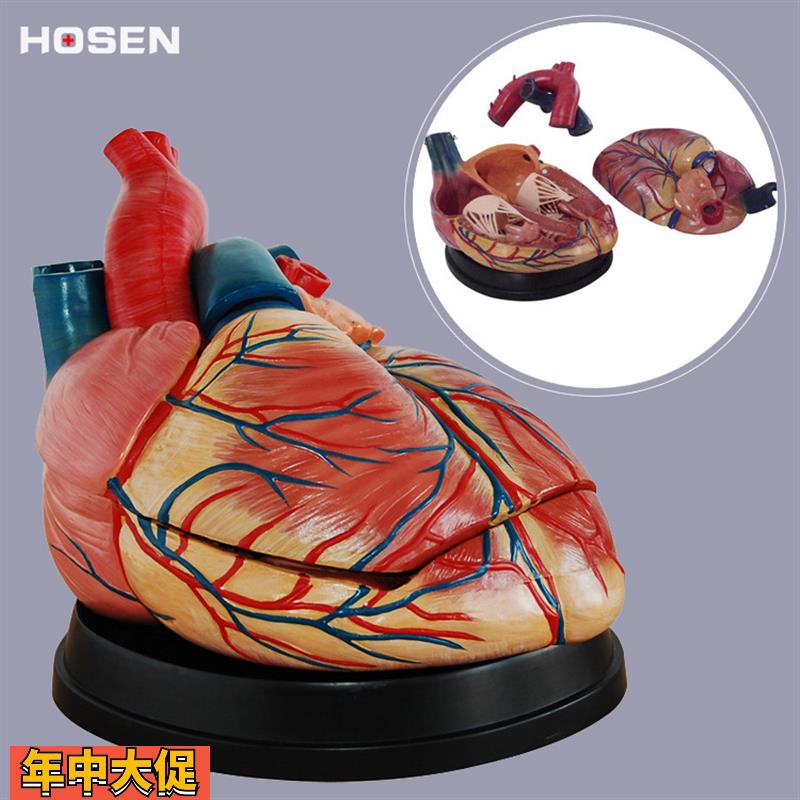 心脏模型人体内脏器官解剖血管动静脉结构造医学教学护理模具玩具