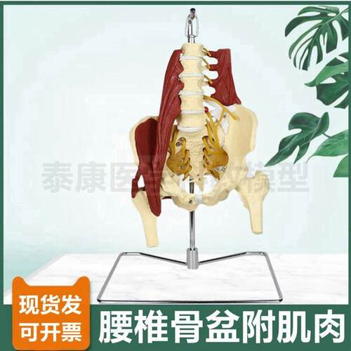 人体腰椎模型腰部肌肉神经骨盆功能可旋转活动盆腔健身康复瑜伽用