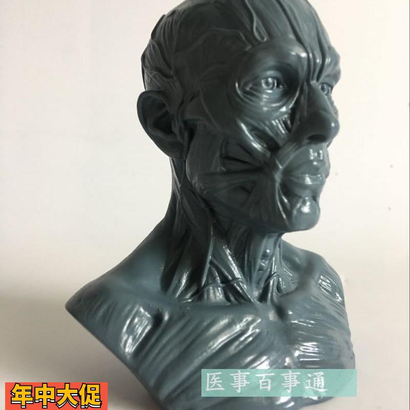设计绘画CG参考医用头骨胸像艺用人体肌肉骨骼解剖结构模型美术