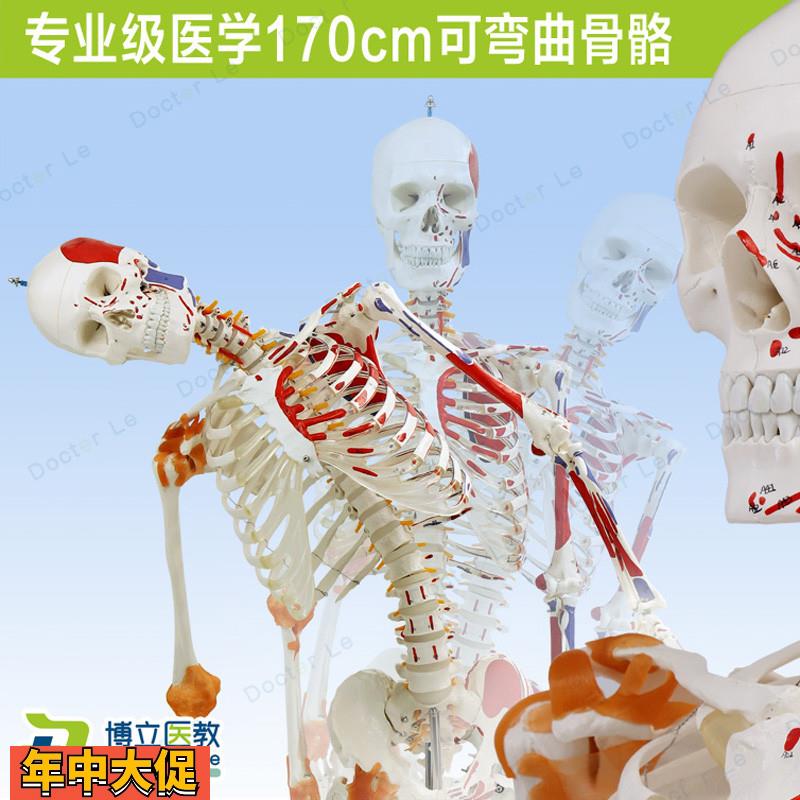 170cm骨骼骨架模型韧带标肌肉起止可弯曲脊柱教学正骨健身房瑜伽