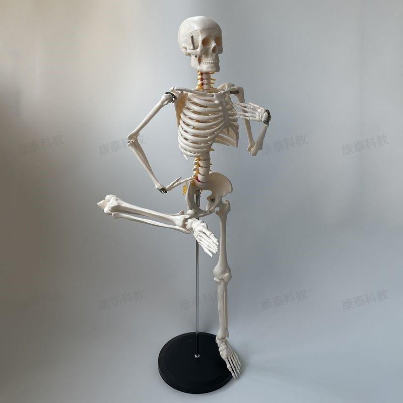 康泰人体骨骼模型85厘米高仿真骨架四肢关节瑜伽培训美术医用装饰