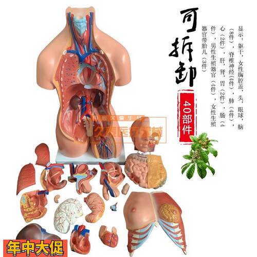 85CM两性躯干模型23件人体躯干模型医学人体模型内脏解剖模型