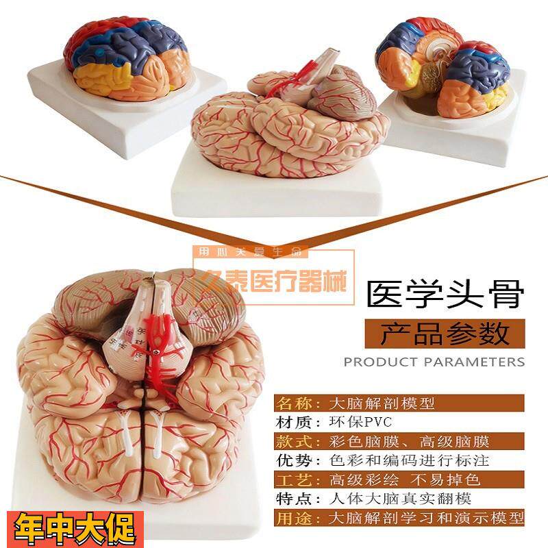 包邮医用人体大脑解剖大脑模型脑室人脑模型脑神经科模型