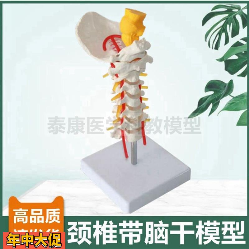 1比1颈椎模型带枕骨脑干仿真颈动脉神经正骨功能演示错位侧弯旋转