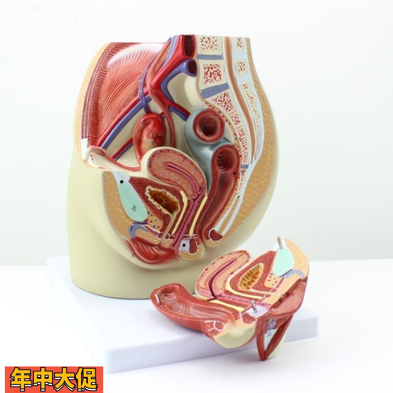 CY正品女性盆腔解剖生殖泌尿子宫女性骨盆教具模型