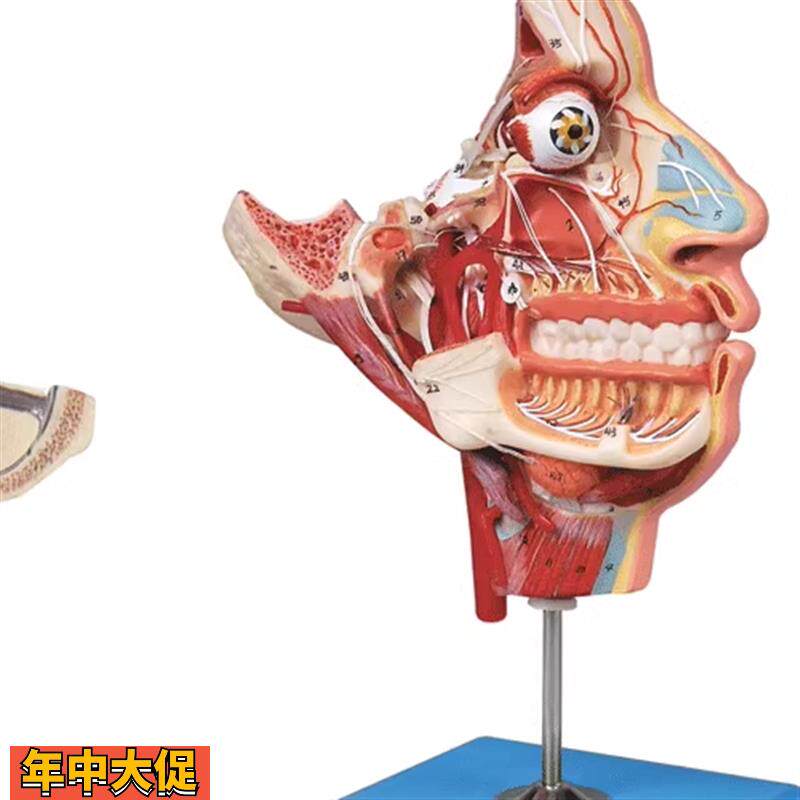 头面部血管神经模型GD/A18109