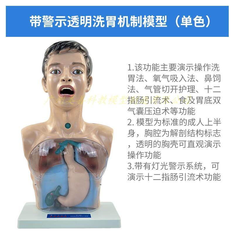 人体洗胃模型带警示透明洗胃机制模型胃肠减压训练人体模型医用