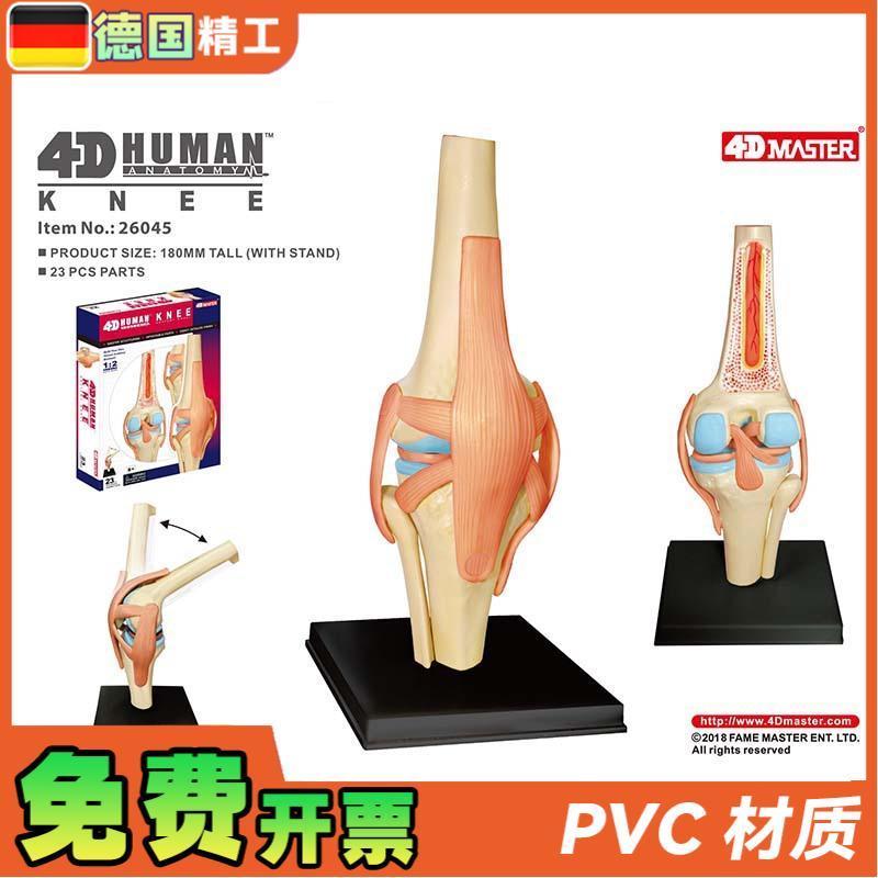 德国】4DMASTER人体膝关节模型可拆小型关节解剖可弯曲骨科教学