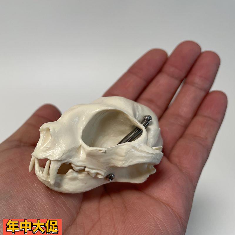 康泰动物骨骼猫头骨模型口腔牙齿高仿真猫科宠物兽医药教学实验用