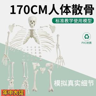 成人一比一比例仿真骨骼模型170CM人体骨骼全身散骨模型,骨骸模型