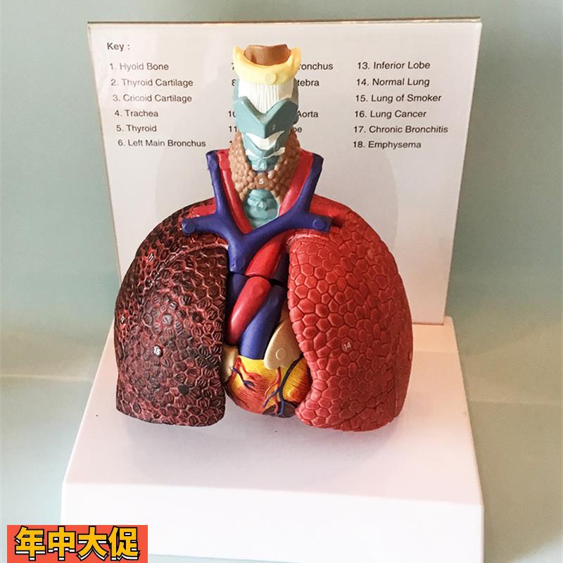 人体喉心肺肺脏模型心脏喉管气管淋巴结医用胸外科教学厂家直销