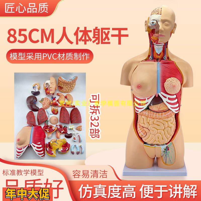 85cm人体躯干解剖模型32件器官可拆卸医学教学心脏内脏模型玩具
