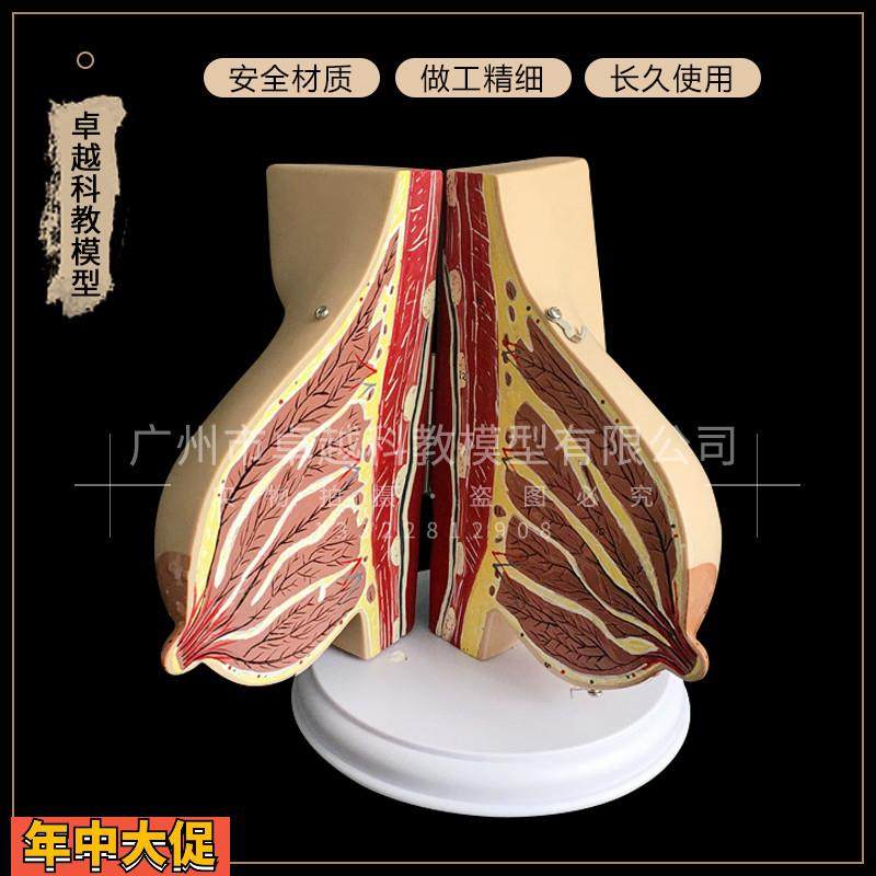 乳房解剖模型哺乳期乳房模型丰胸整形乳房催乳师培训道具假乳,玩具/童车/益智/积木/模型,其他模型玩具,淘宝优惠券,粉丝福利购,淘宝优惠卷