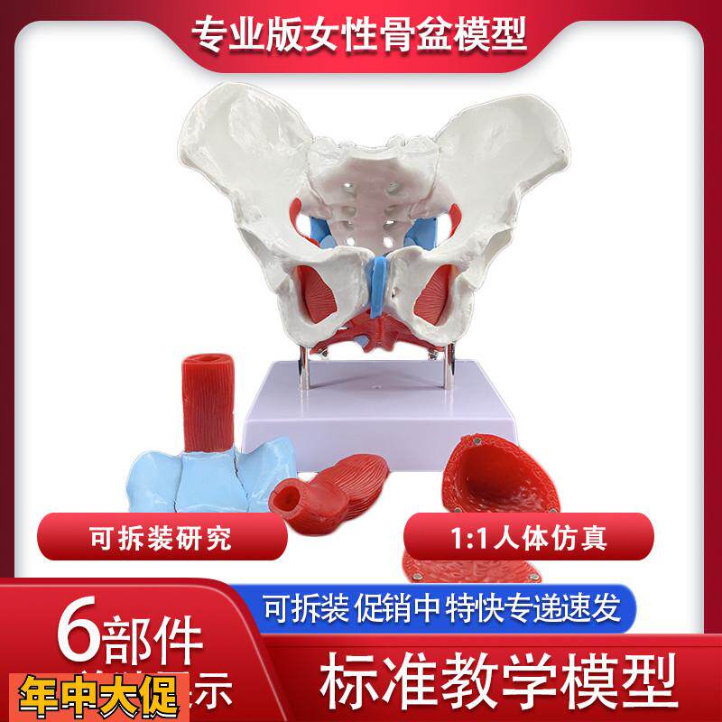 可活动女性骨盆生殖器官模型盆腔结构膀胱盆底肌肉康复医用盆骨