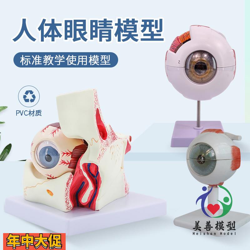 人体眼球模型放大眼睛眼球结构构造解剖模型教学仪器眼珠玩具医学