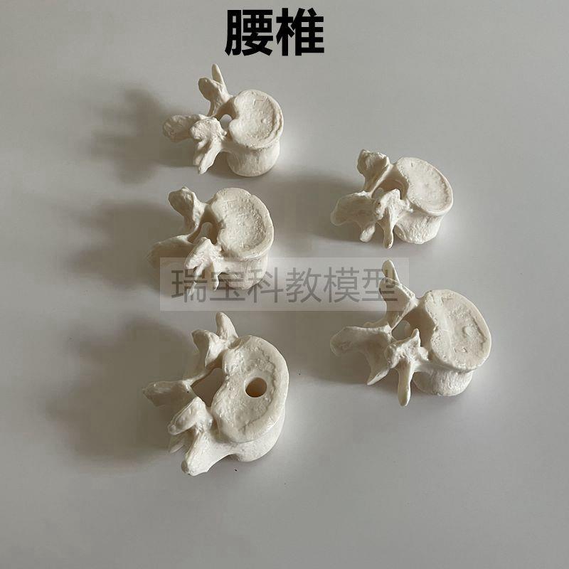 人体颈椎胸椎腰椎模型1比1仿真脊神经椎间盘正骨小针刀瑜伽健身用