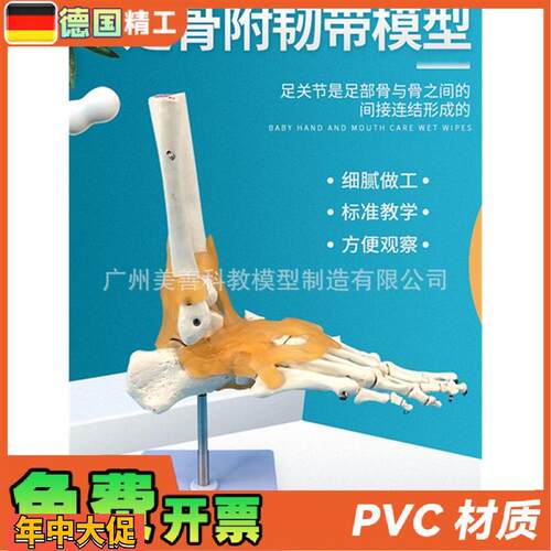 人体医学11人体踝关节模型足关节脚关节手足外科教学模型