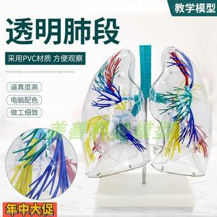 透明肺段模型肺模型胸外科支气管树人体肺部解剖模型肺段模型