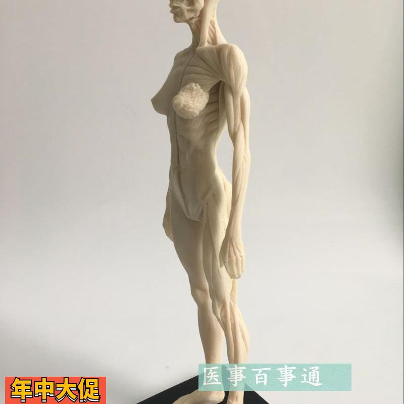 30cm医用雕塑绘画CG参考头骨结构艺用人体肌肉骨骼解剖模型白胚女