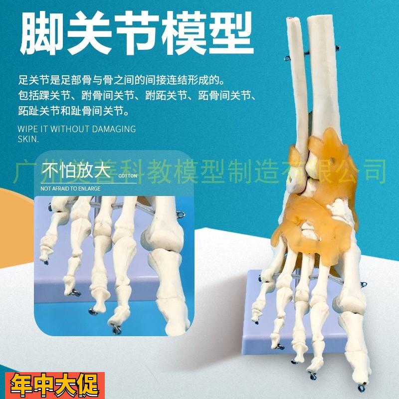 教学仿真足骨脚骨模型活动脚关节标本脚骨模型1:1自然大足骨仿真