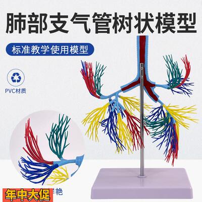 人体透明肺段肺脏解剖肺模型教仪医学模型胸外科支气管树肺解剖