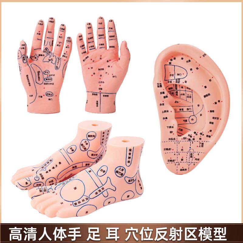 手足耳朵穴位模型反射区脚底中医按摩推拿针灸经络高清晰教学模型