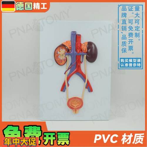 德国】人体泌尿系统膀胱输尿管尿道肾脏解剖模型生殖泌尿科男科