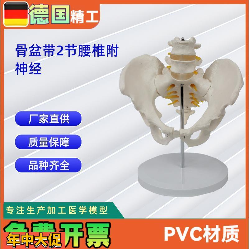 2节腰椎带骨盆附神经仿真人体腰椎医学展示模型