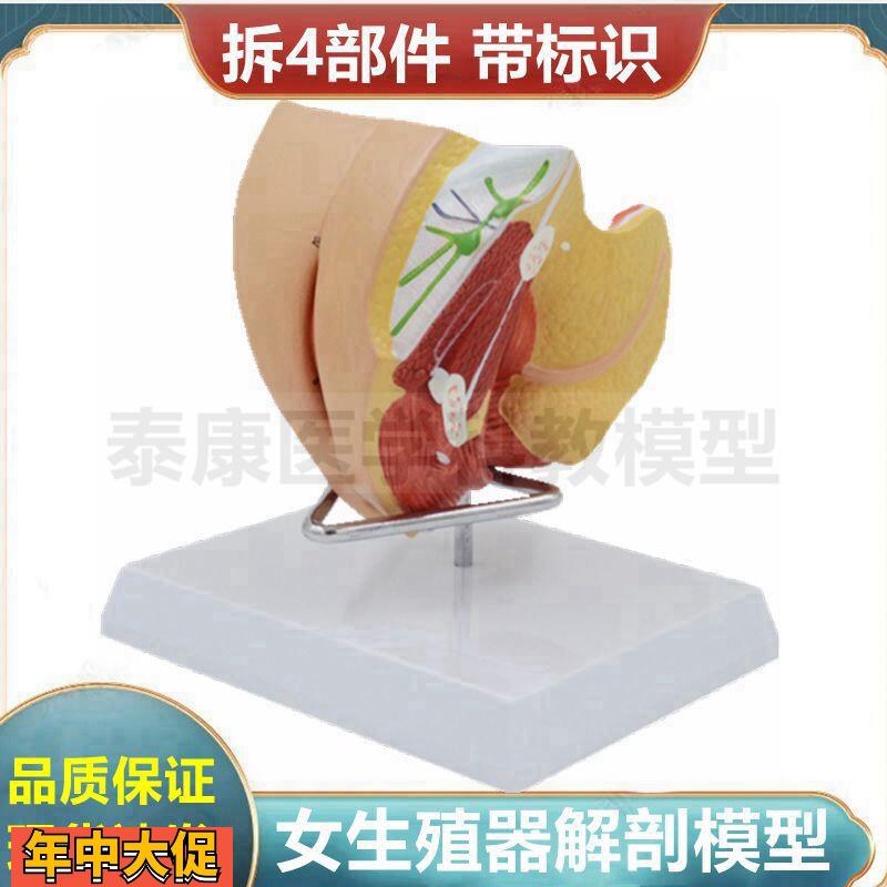 女性生殖器模型医用教学可拆卸带标识子宫盆底肌肉泌尿妇科医患