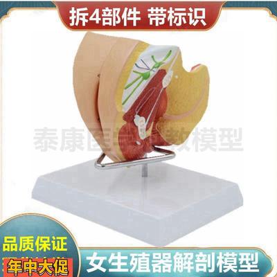 女性生殖器模型医用教学可拆卸带标识子宫盆底肌肉泌尿妇科医患